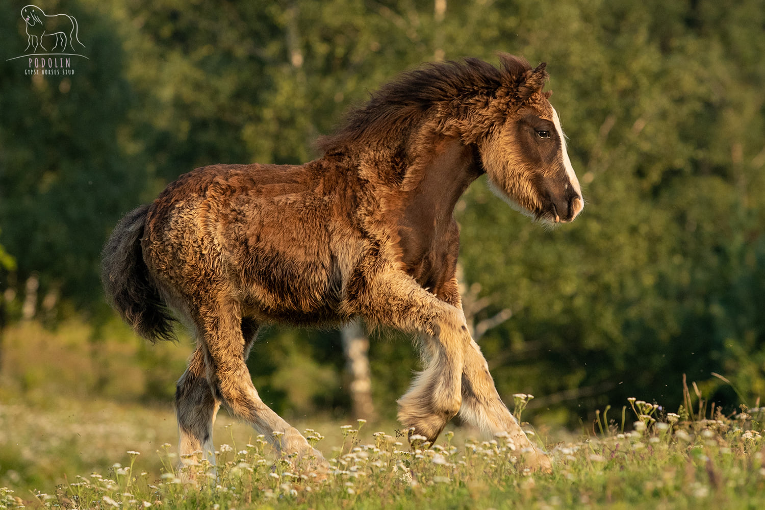 Podolin Dancing Star - Gypsy Cob Foals